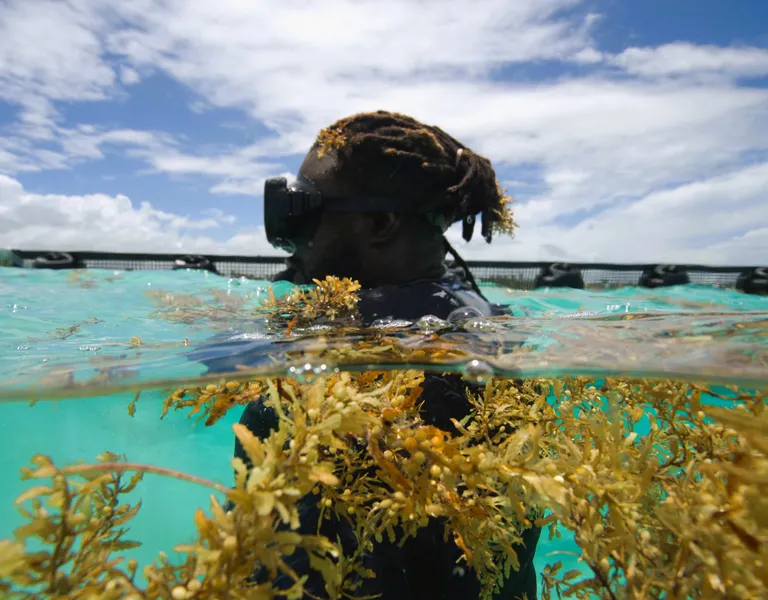 Can Sargassum Be Turned Into ‘Caribbean Gold’? | Pulitzer Center